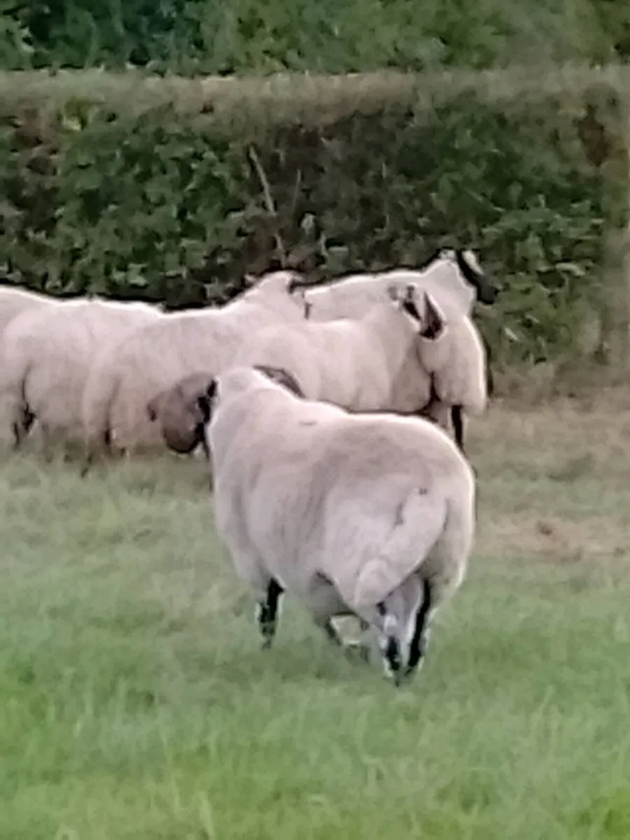 Lanark Ram - Image 3