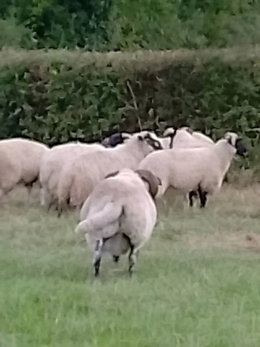 Lanark Ram - Image 4