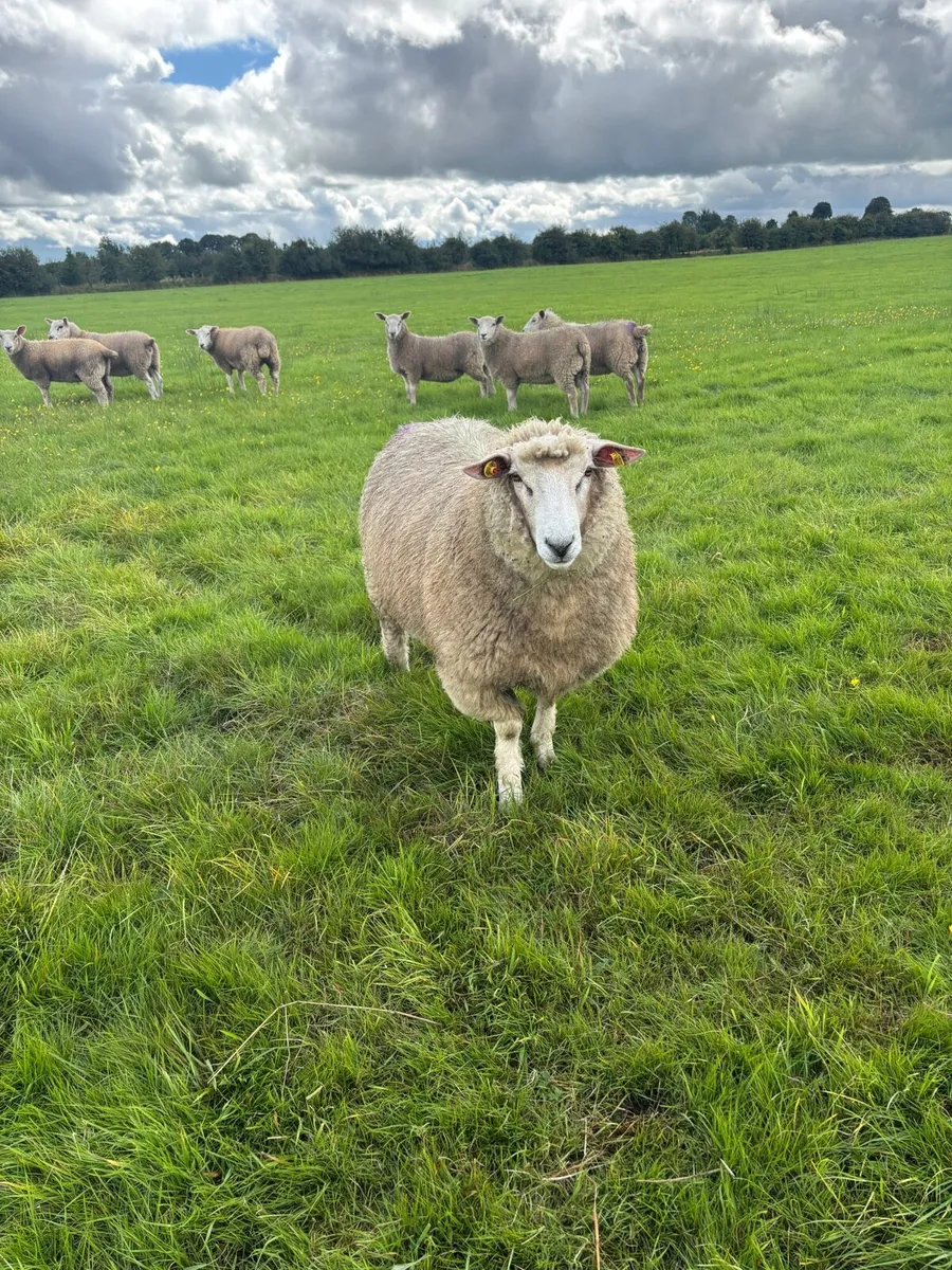 PBR Galway Ram Lambs €350, €300 - Image 1