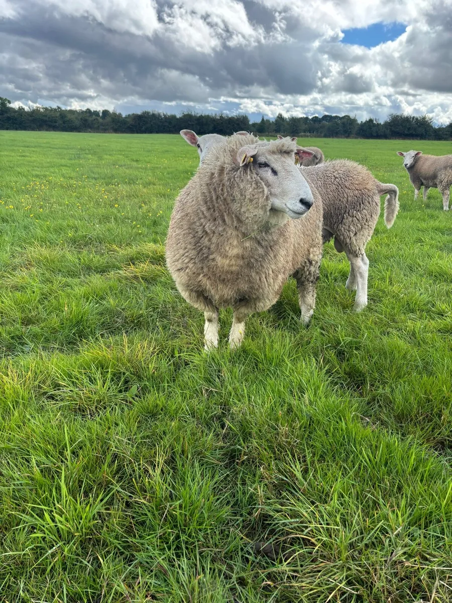 PBR Galway Ram Lambs €350, €300 - Image 3