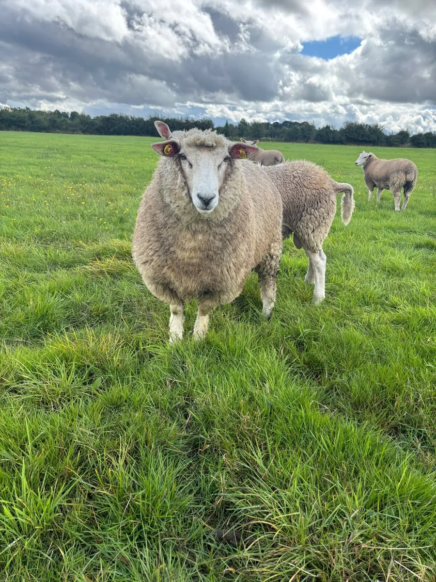 PBR Galway Ram Lambs €350, €300 - Image 2