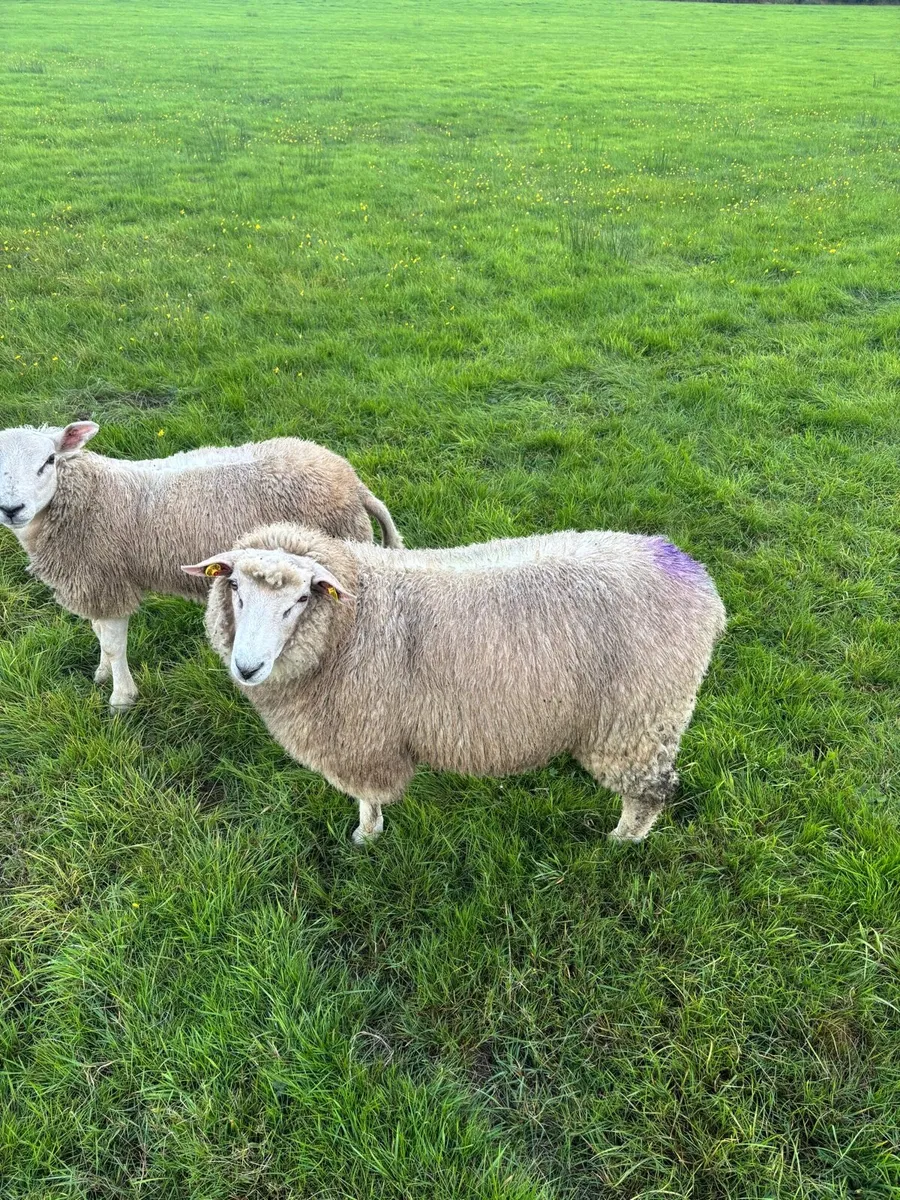 PBR Galway Ram Lambs €350, €300 - Image 4