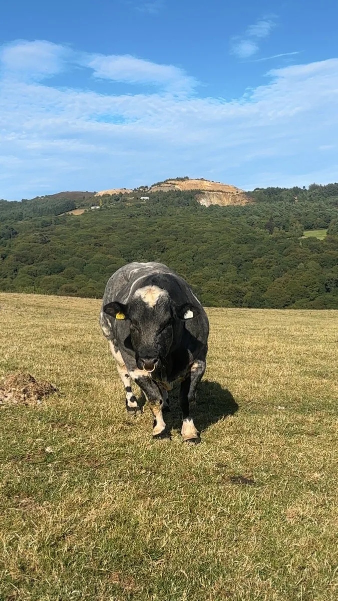 PB Belgium Blue Bull - Image 3