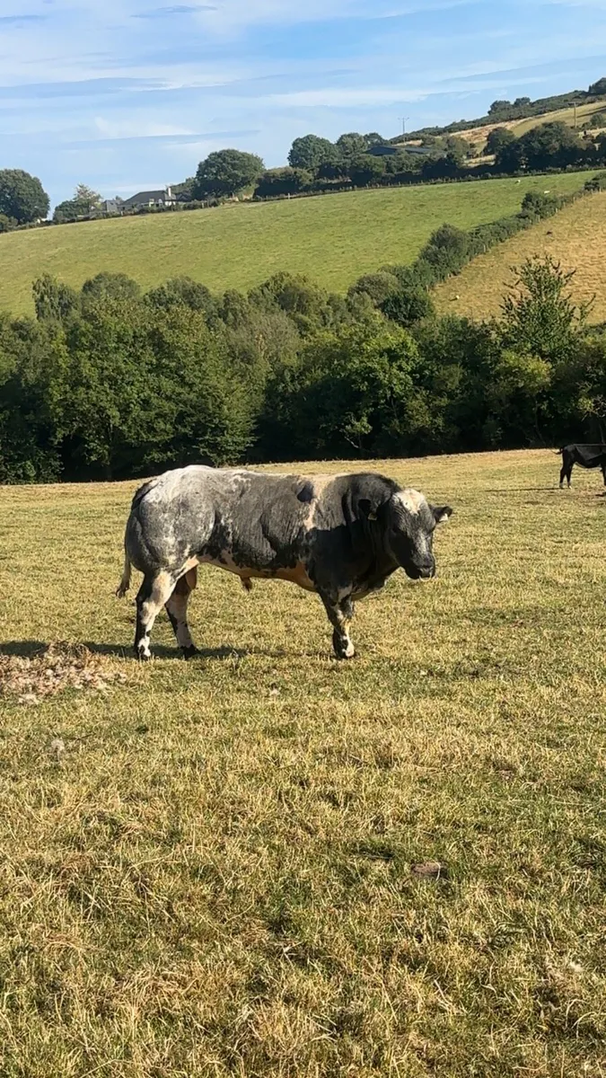 PB Belgium Blue Bull - Image 2
