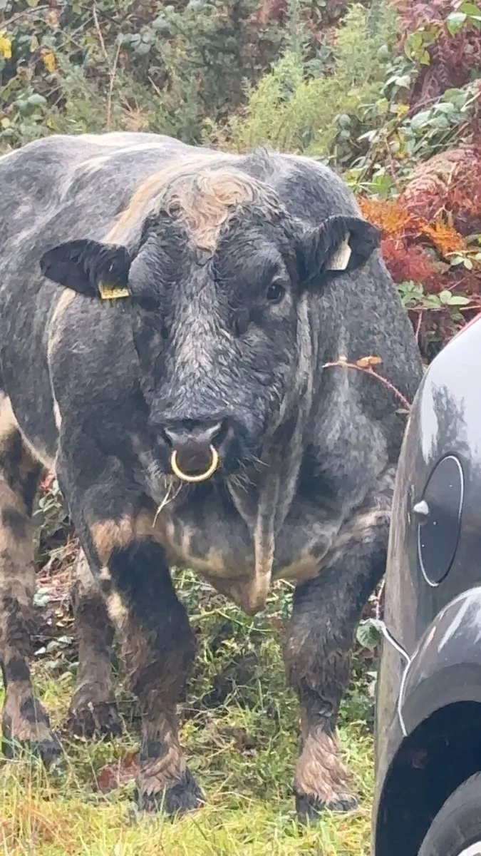 PB Belgium Blue Bull - Image 1
