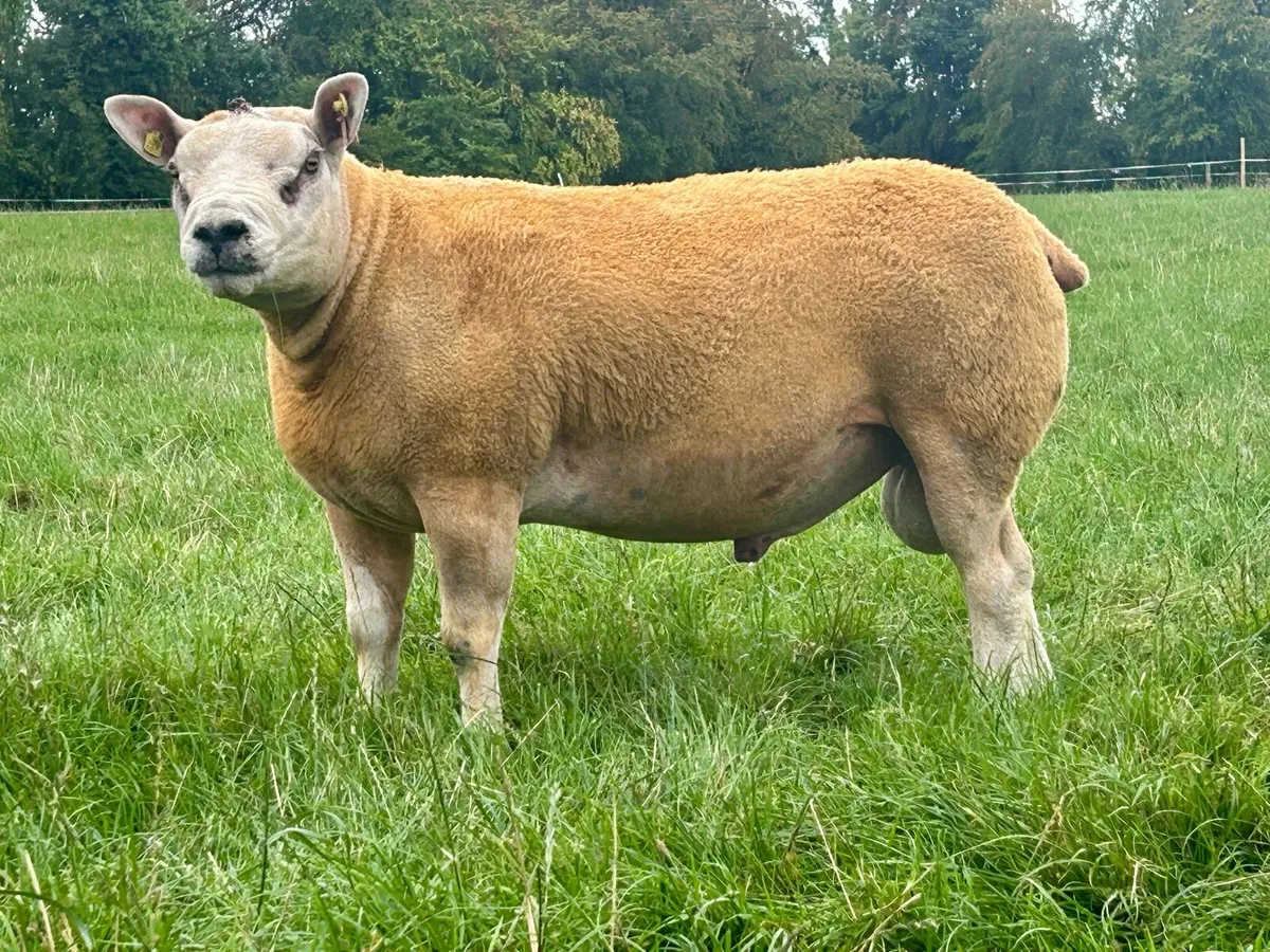 Roscommon Texel Sale 21st Aug - Image 2