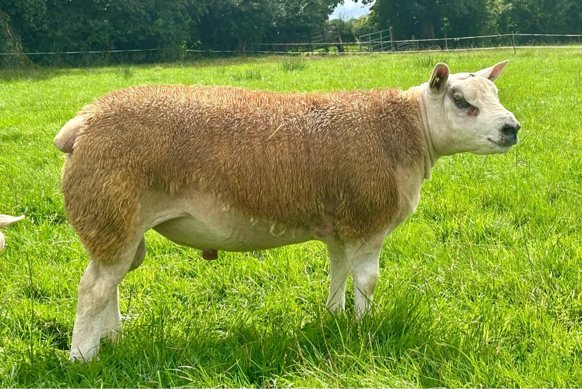 Roscommon Texel Sale 21st Aug - Image 1