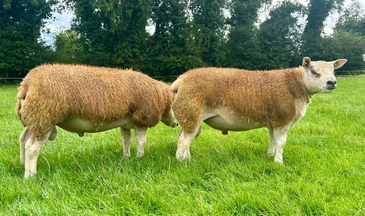 Roscommon Texel Sale 21st Aug - Image 4