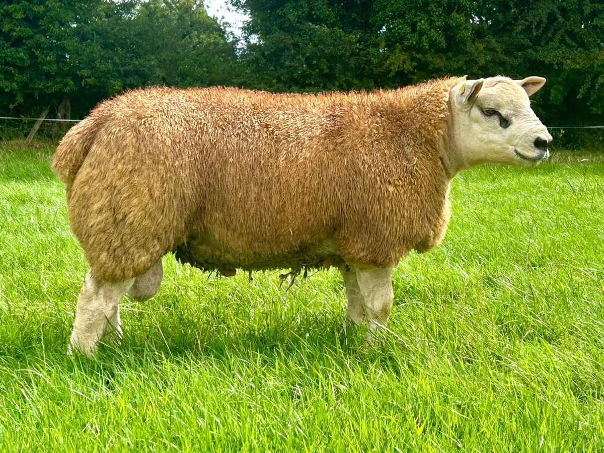 Roscommon Texel Sale 21st Aug - Image 3