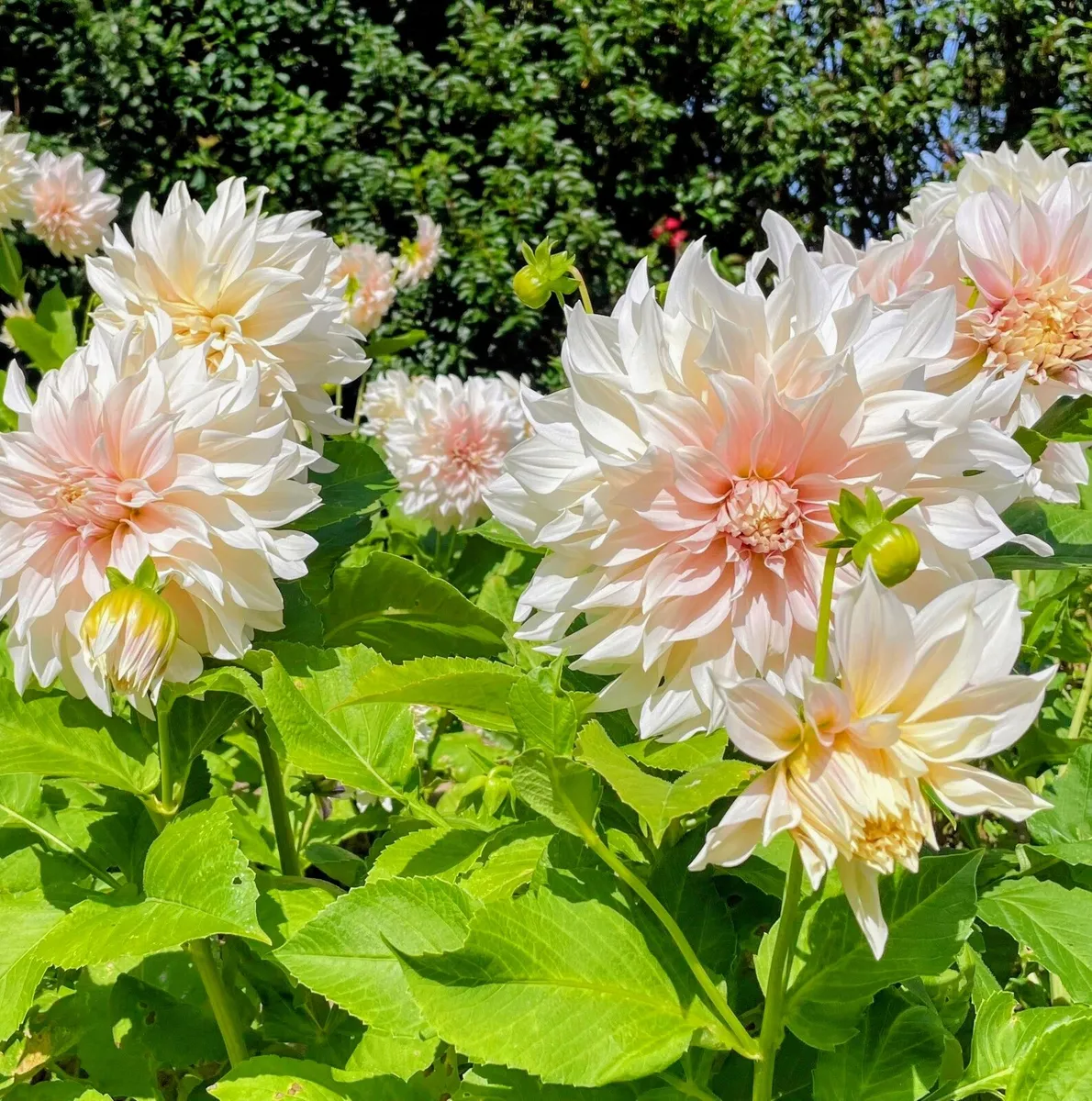 Dhalia Cafe Au Lait Sale
