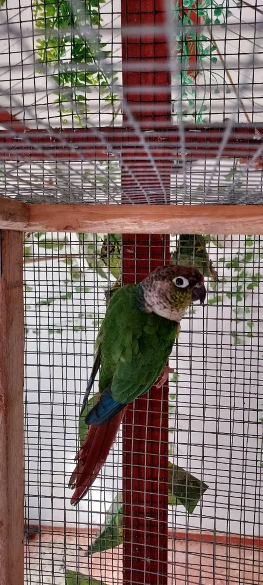 Conure - Image 1