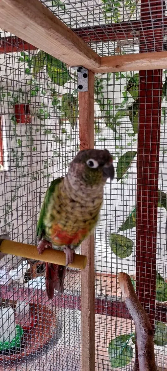 Conure - Image 2