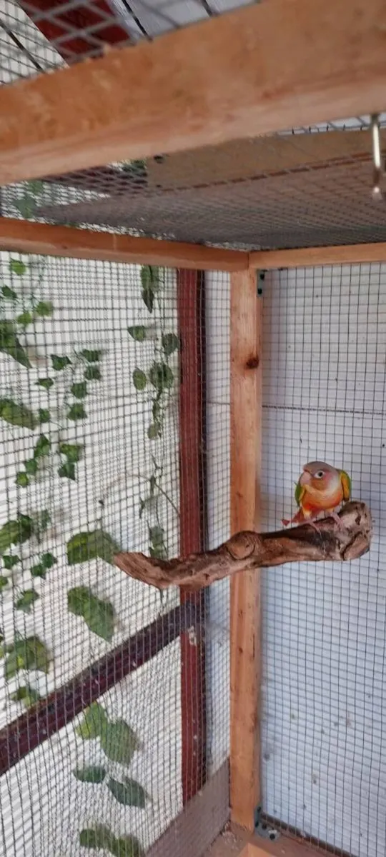 Conure - Image 3