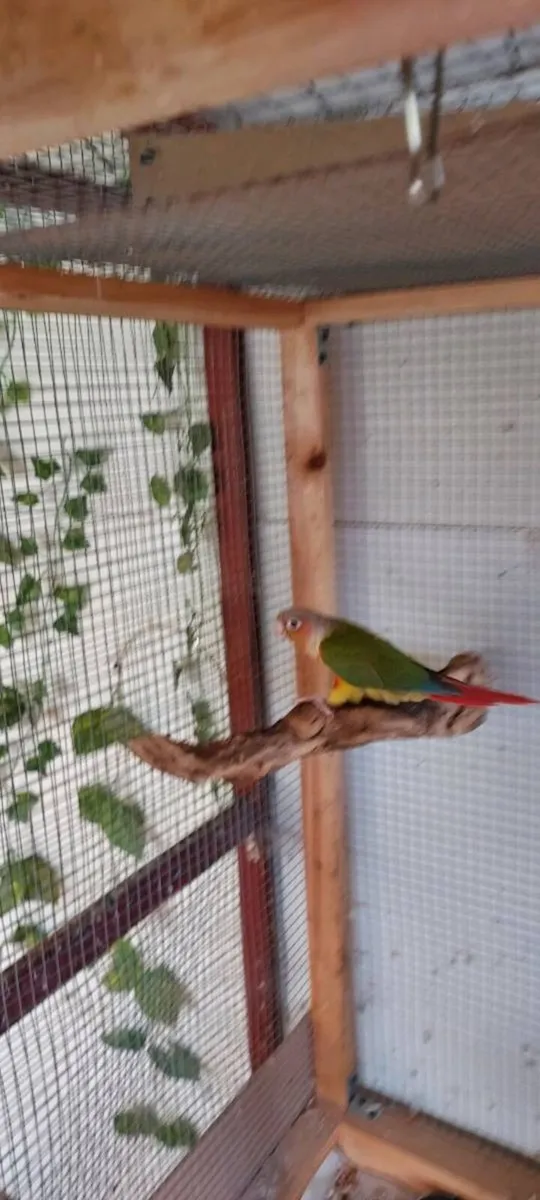 Conure - Image 4