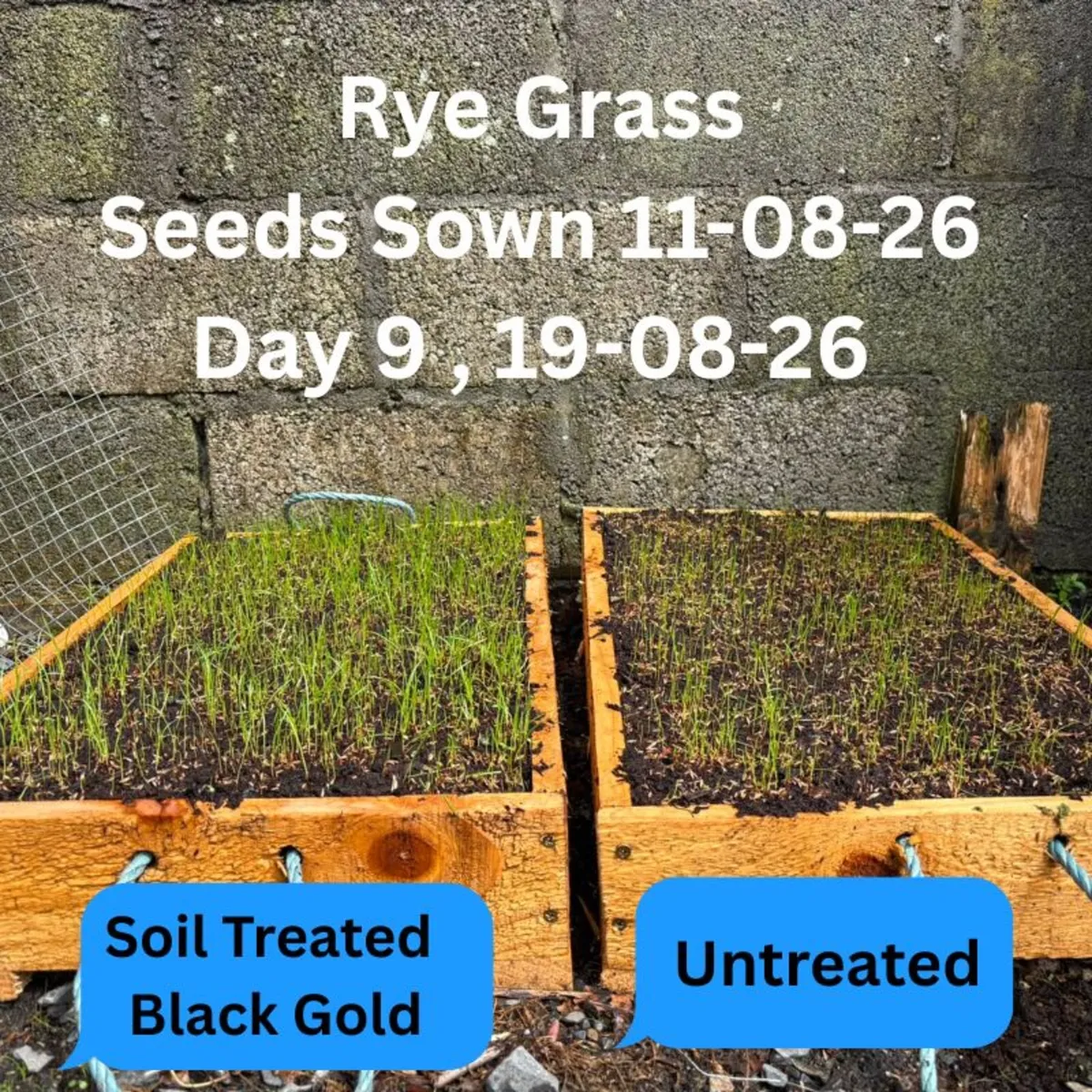 Reseeding TRIALS  Rye Grass - Image 1