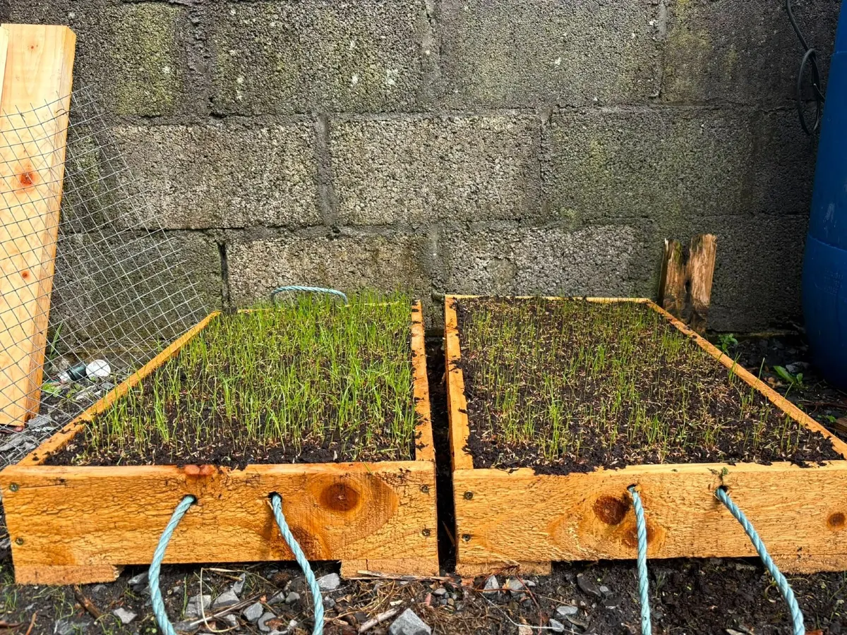Reseeding TRIALS  Rye Grass - Image 3