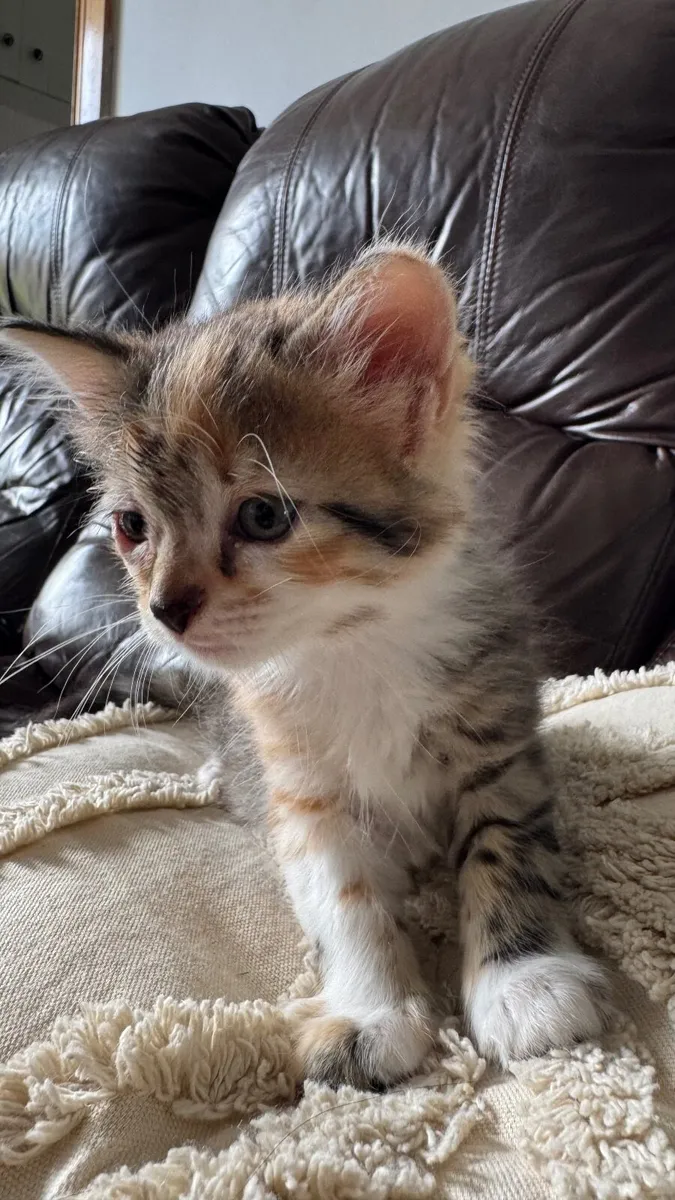 Bengal & Russian Mix Kittens - Image 3