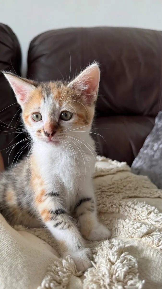 Bengal & Russian Mix Kittens - Image 4
