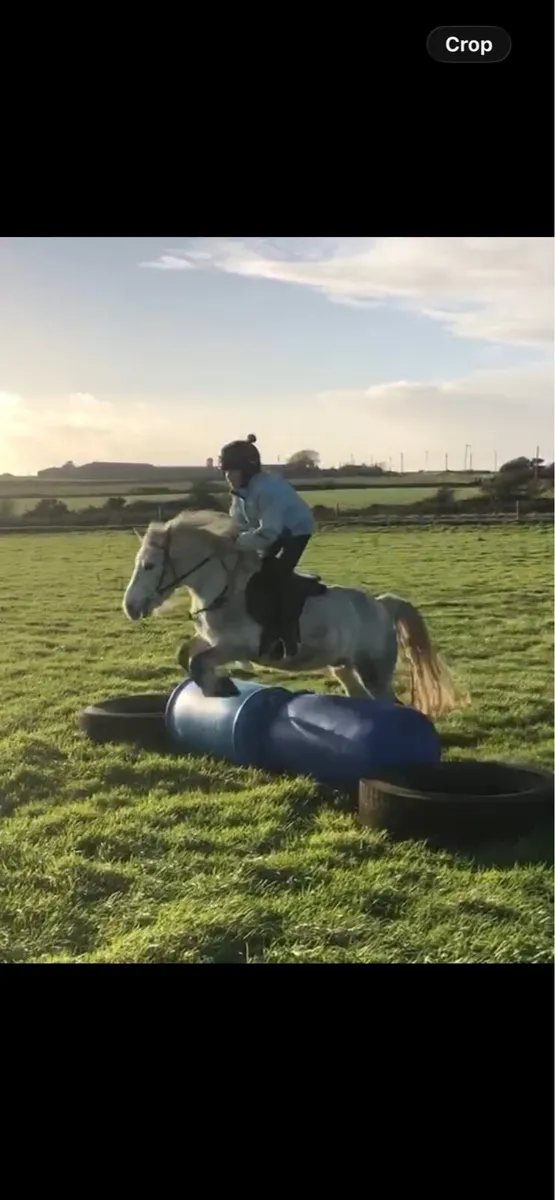 12.2 pony - Image 4