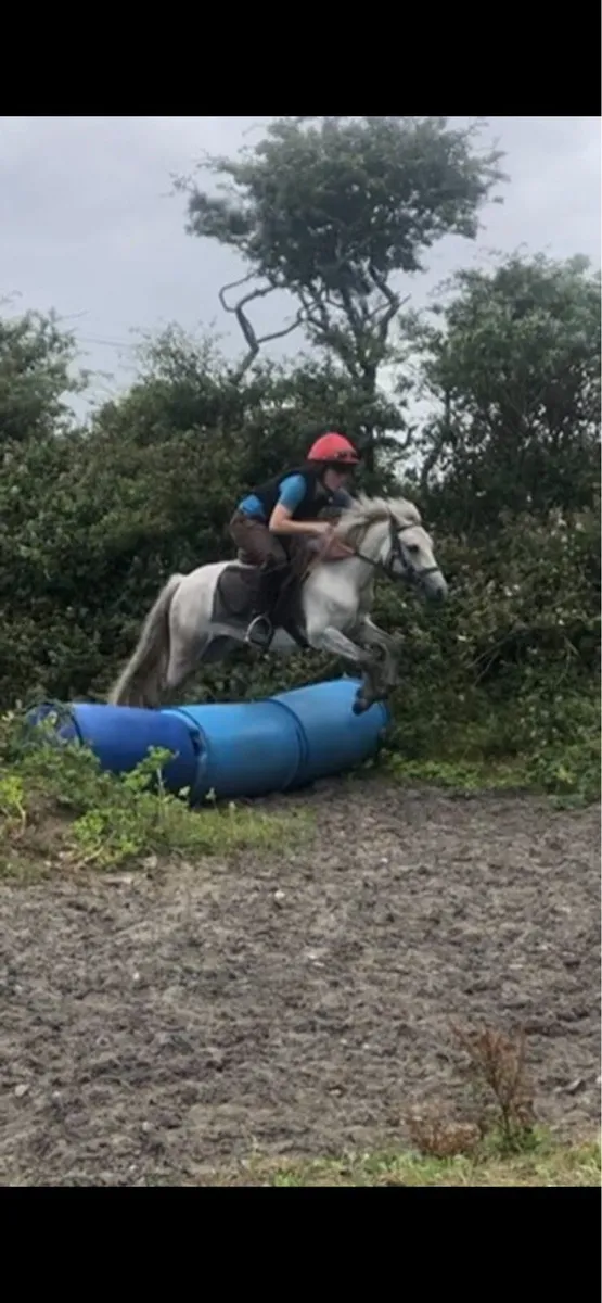 12.2 pony - Image 1