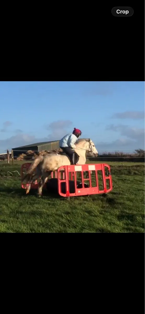 12.2 pony - Image 2