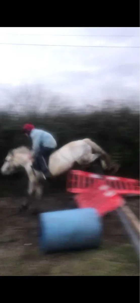 12.2 pony - Image 3