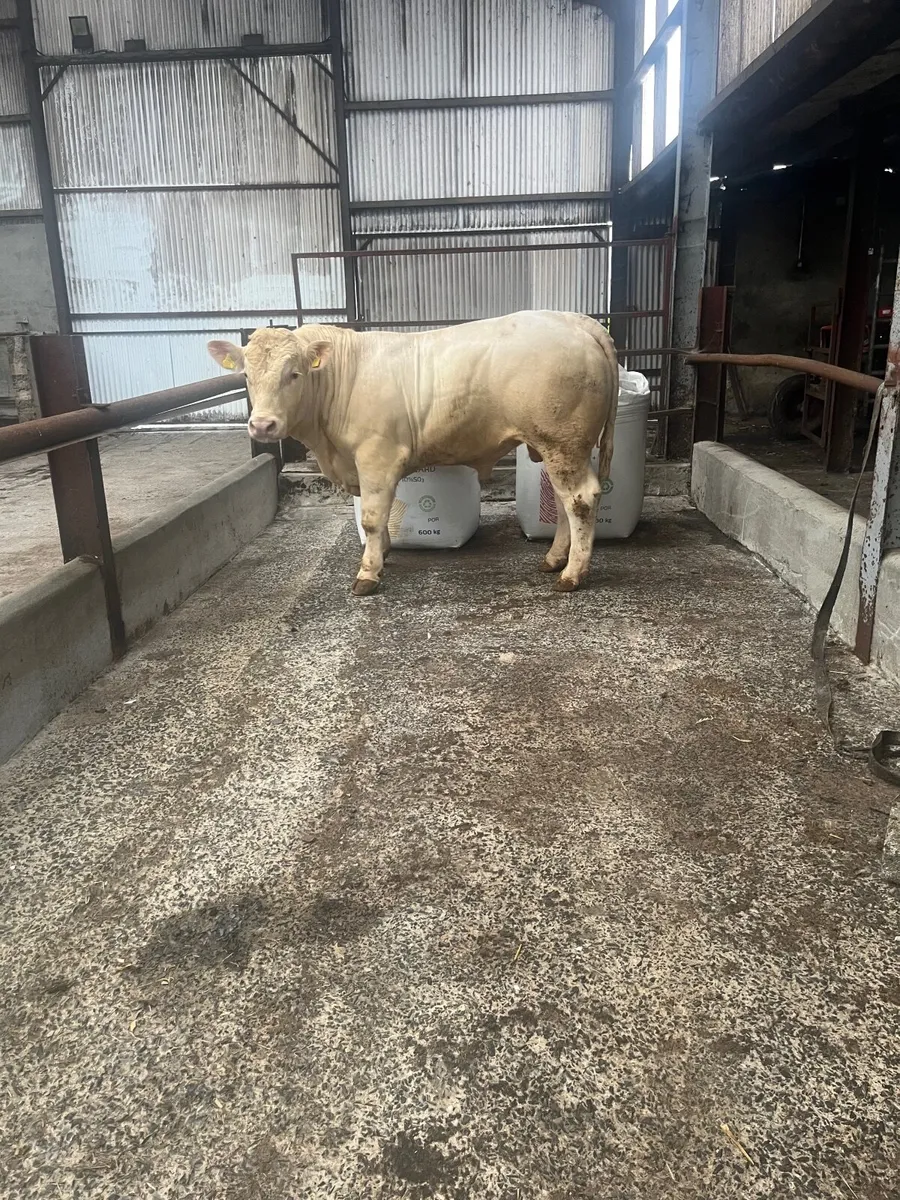 Charolais bull - Image 1