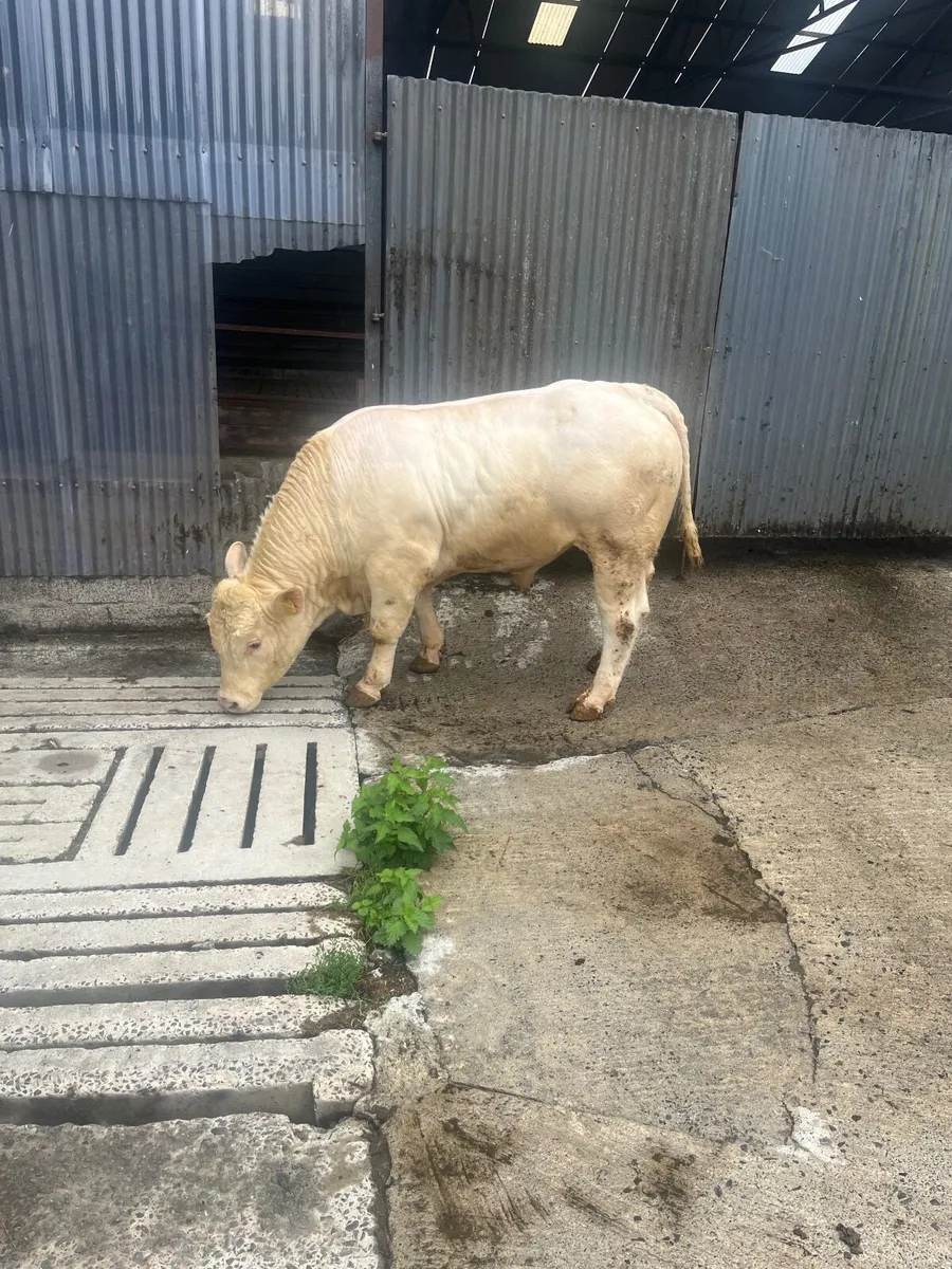 Charolais bull - Image 4
