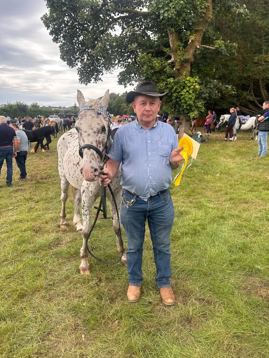 ❤️ Appaloosa show pony for sale ❤️ - Image 3