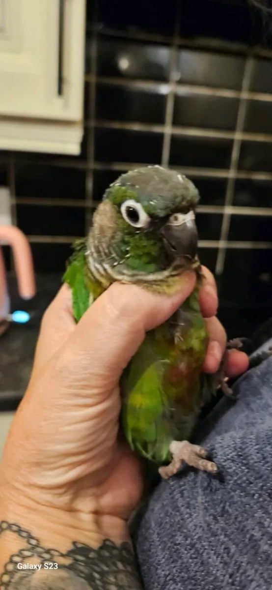 Conure - Image 1