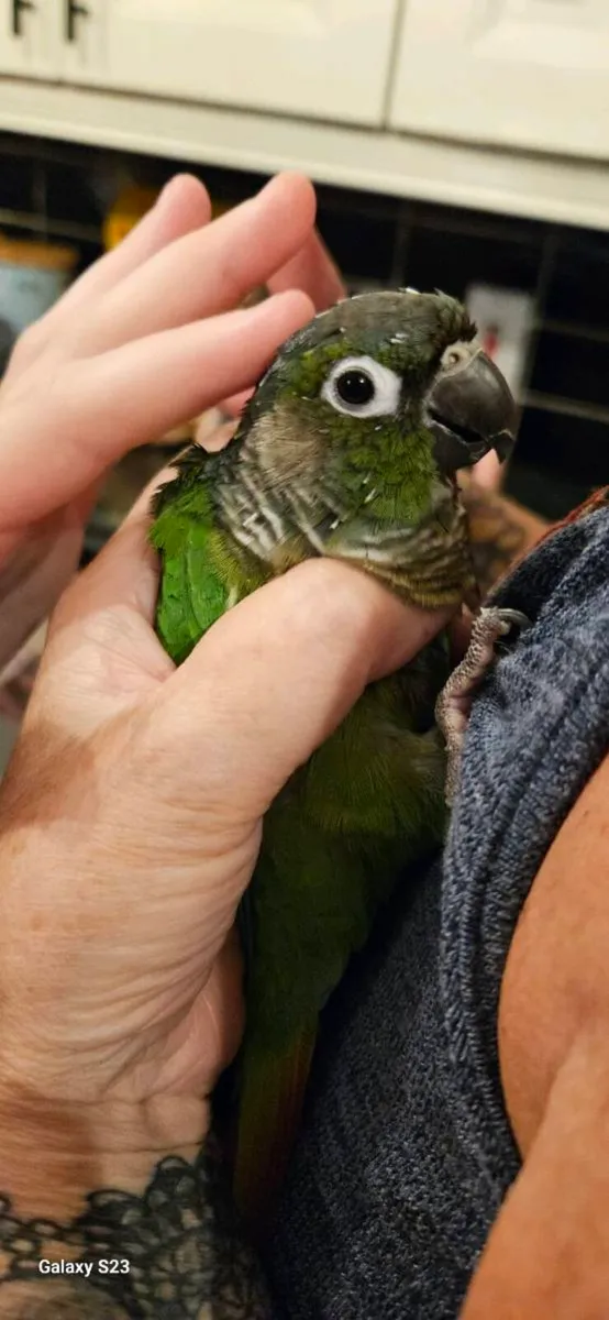Conure - Image 2