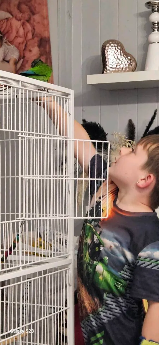 Conure - Image 3