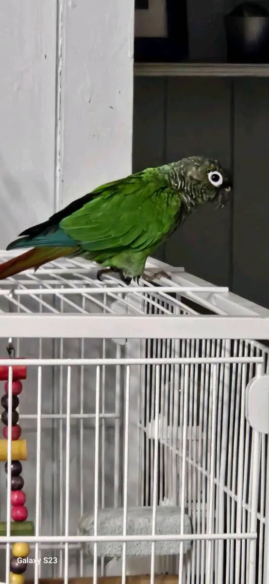 Conure - Image 4