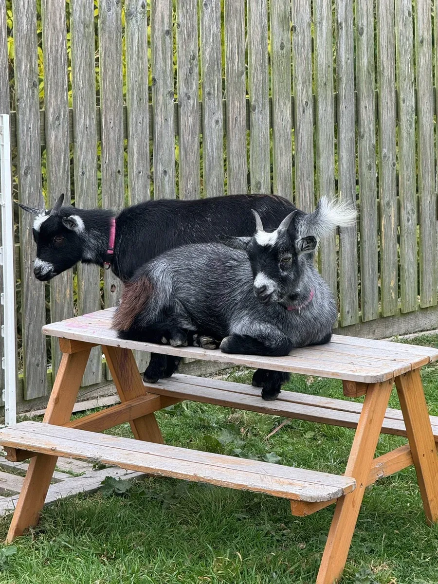 2 female Pygmy goats - Image 1