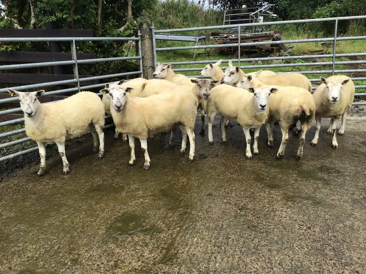 10 Texel-Mule Hogget Ewes - Image 3