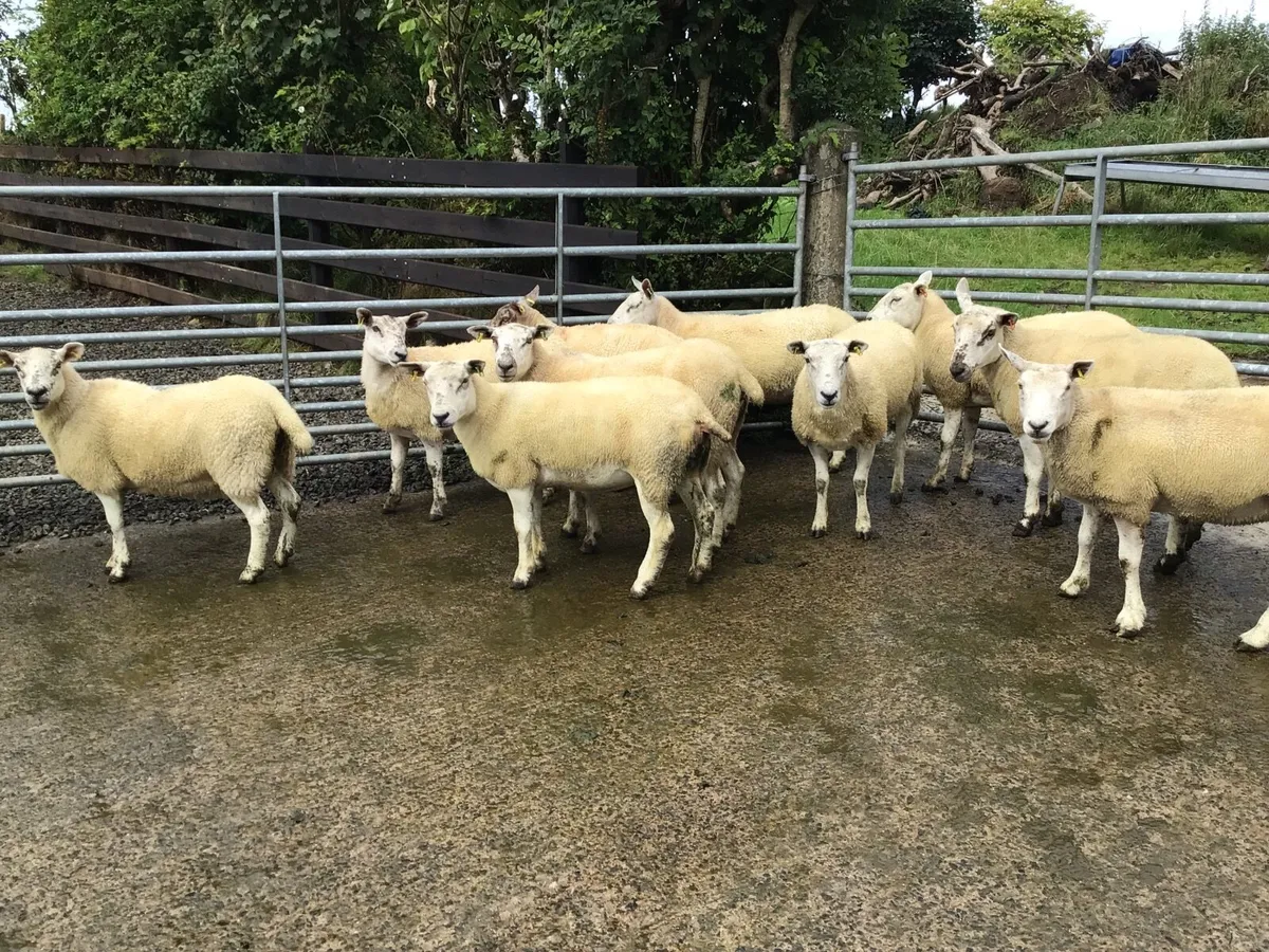 10 Texel-Mule Hogget Ewes - Image 1