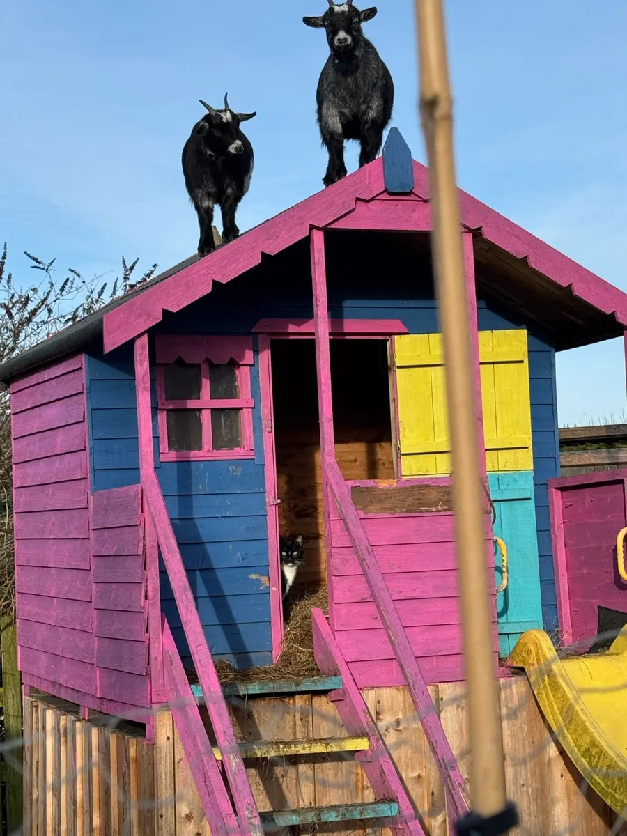 2 female Pygmy goats - Image 2
