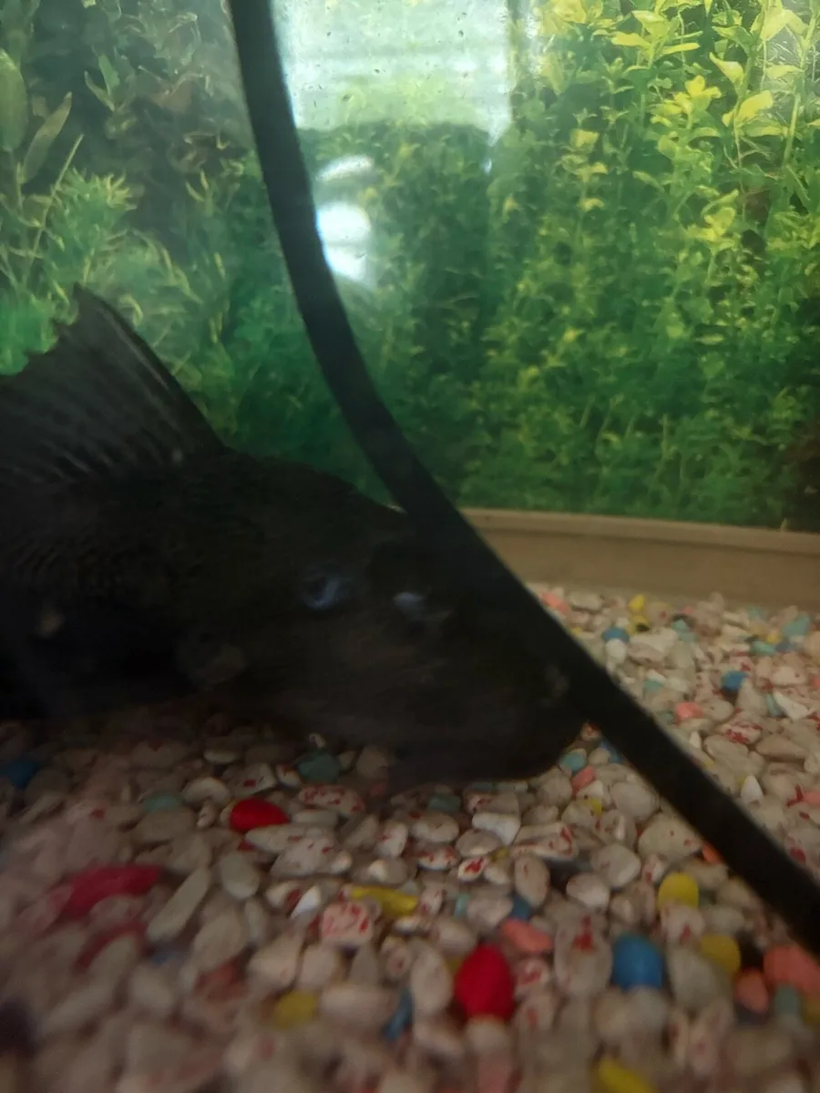 Fish tank with fish - Image 2