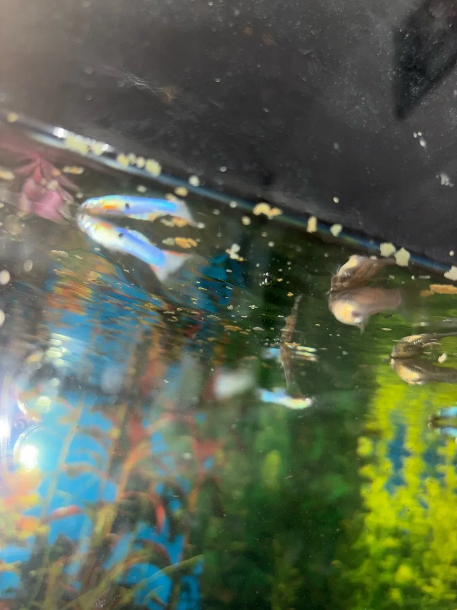 Fish tank with fish - Image 3