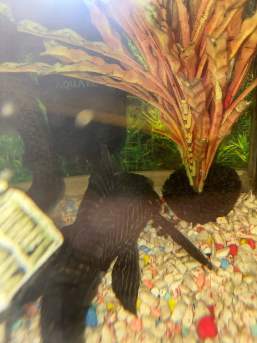 Fish tank with fish - Image 4