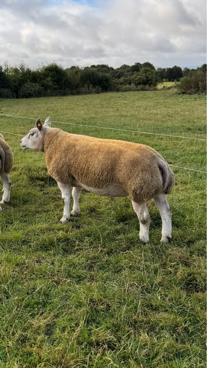 5⭐ Beltex Shearling Rams - Image 1