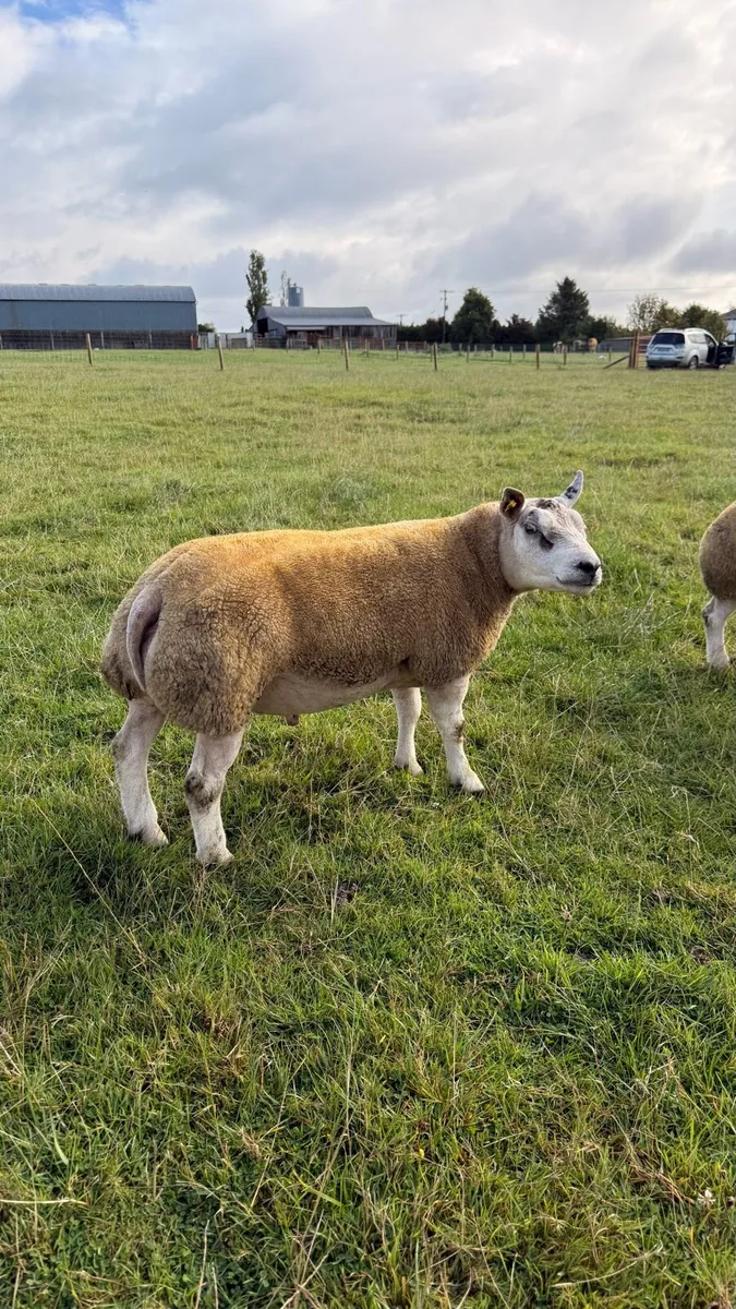 5⭐ Beltex Shearling Rams - Image 4