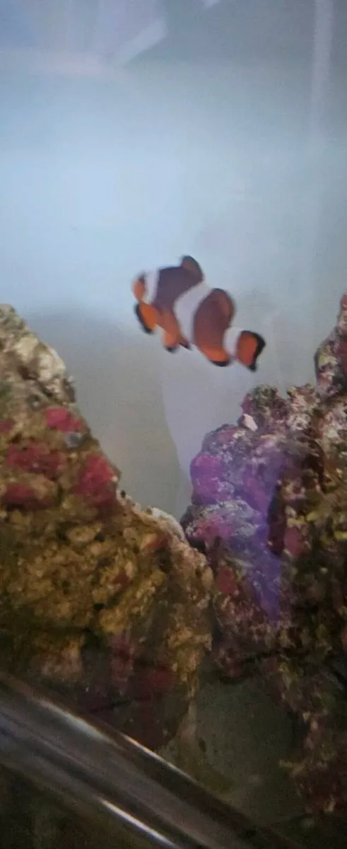 Clownfish