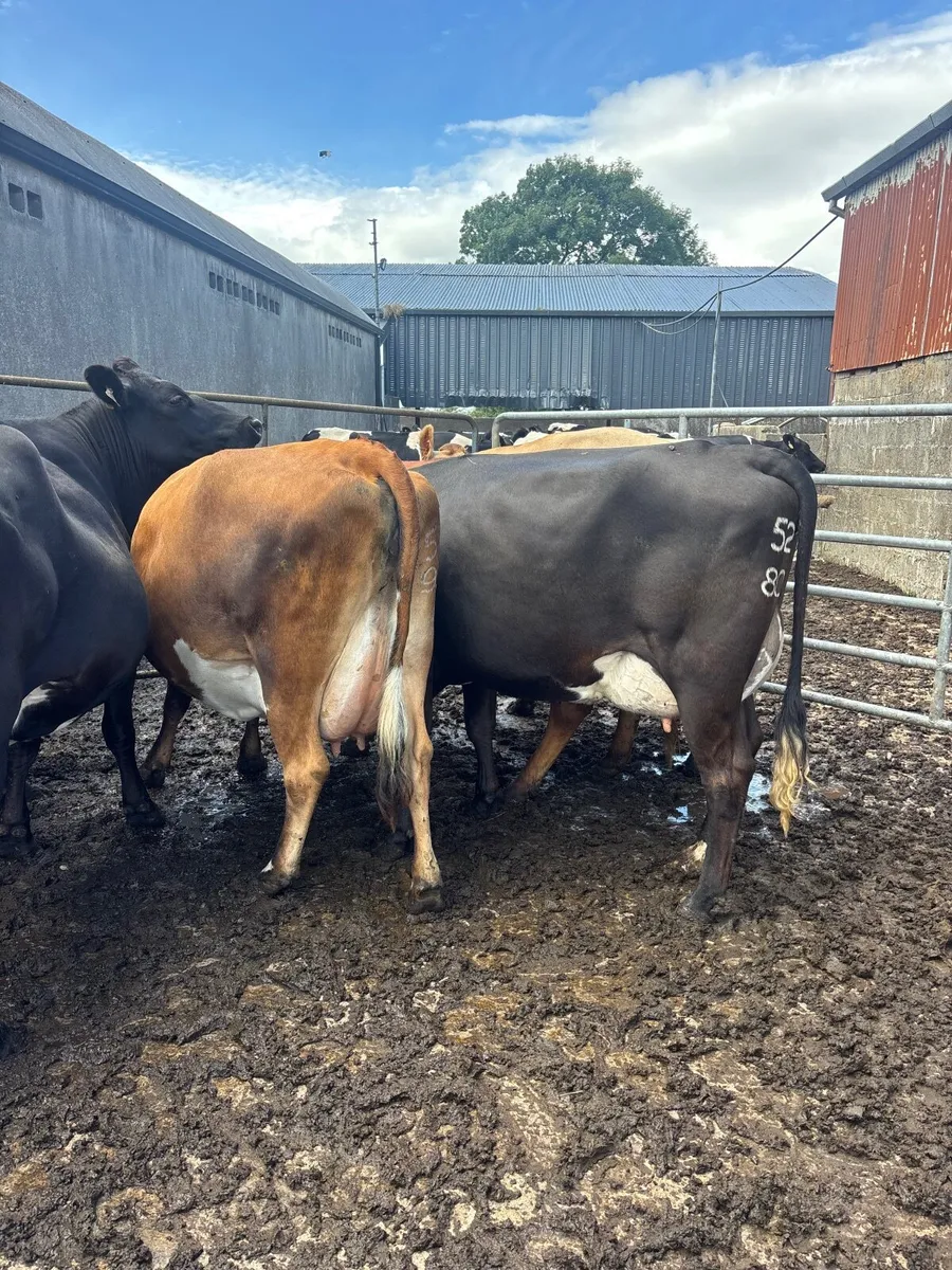 Calved / springing young cows - Image 3
