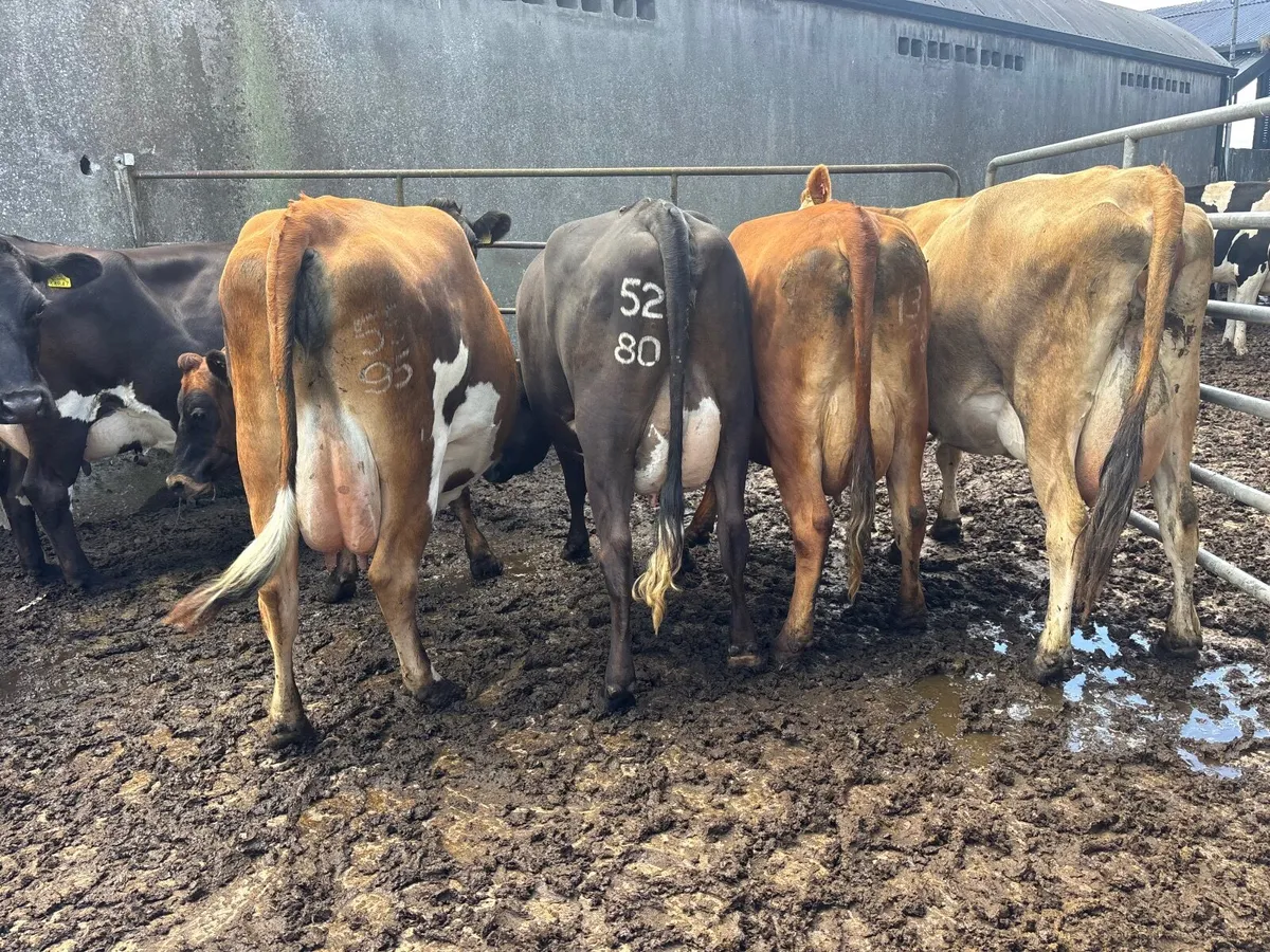 Calved / springing young cows - Image 4