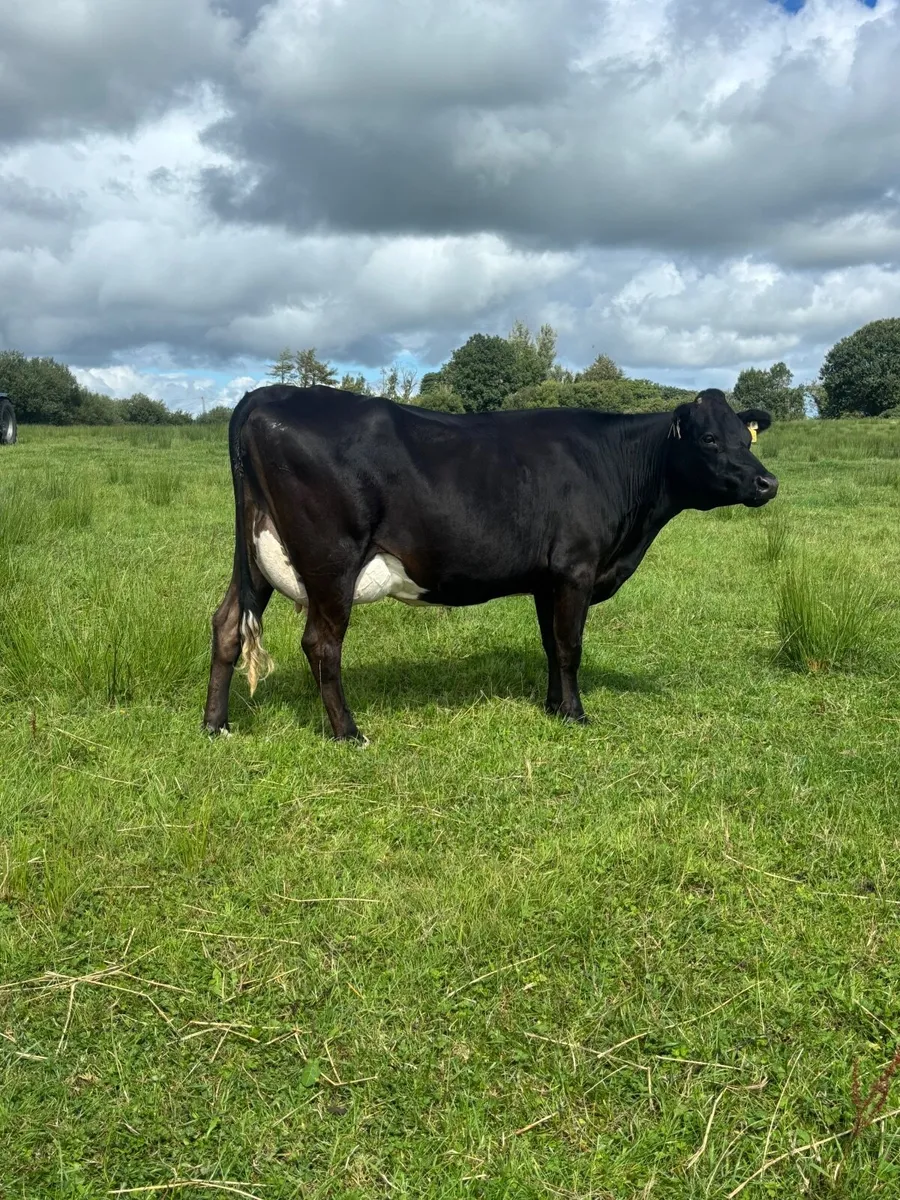 Calved / springing young cows - Image 1