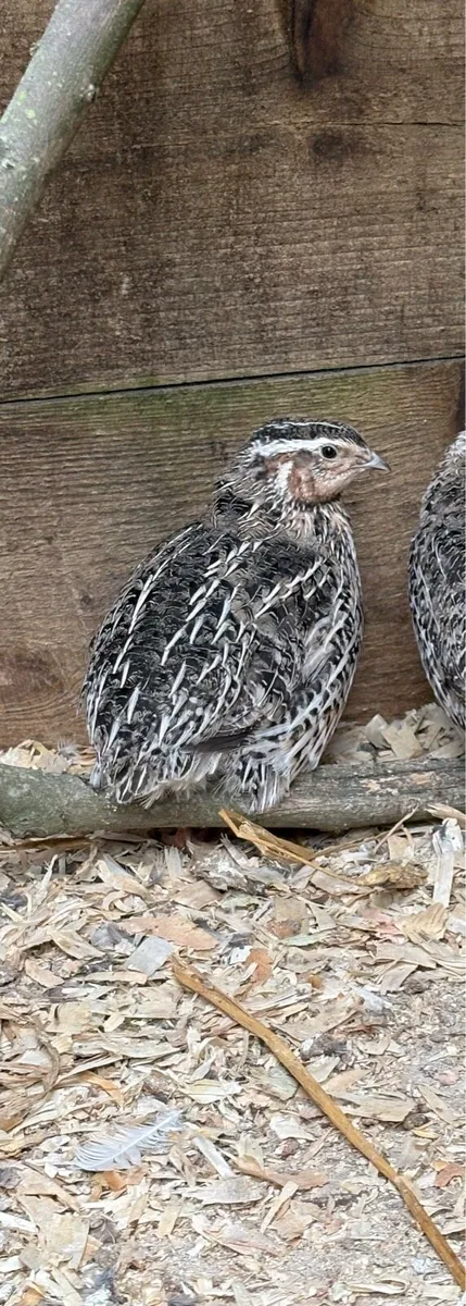Coturnix Quail males (sale or swap) - Image 3