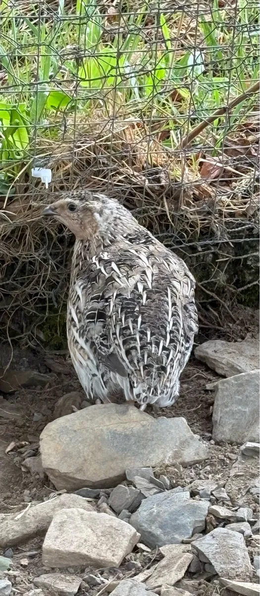 Coturnix Quail males (sale or swap) - Image 4