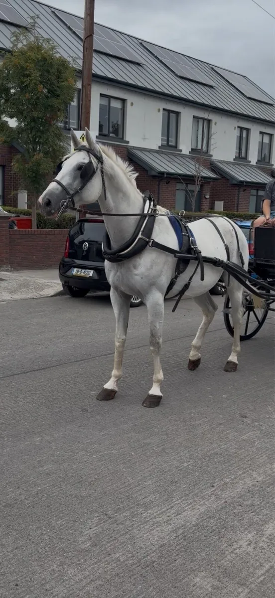 Driving gelding - Image 1