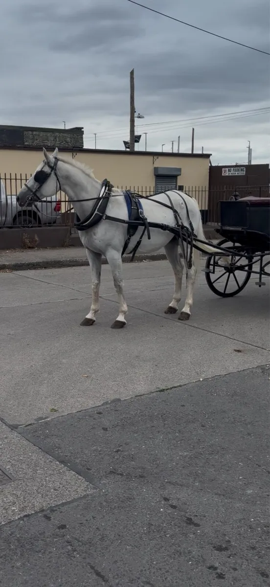 Driving gelding - Image 2